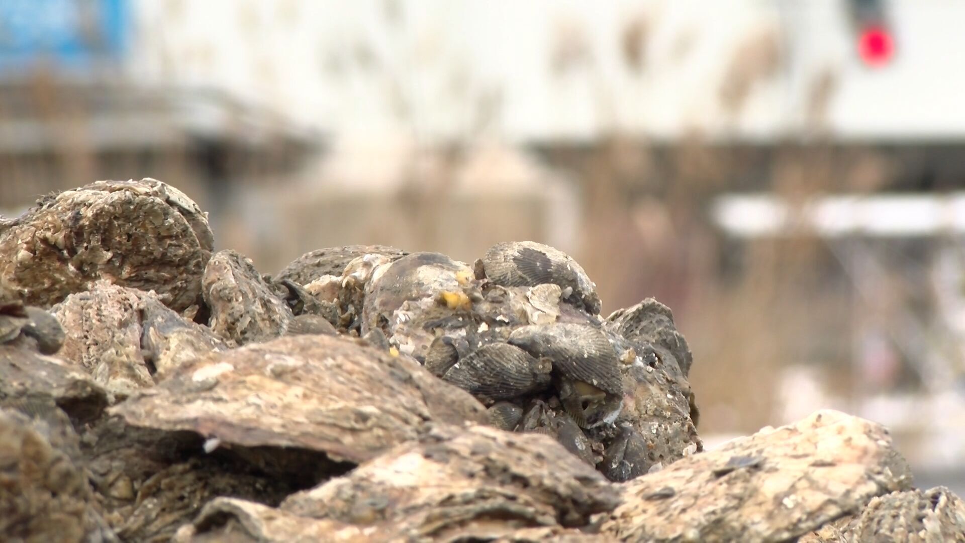 Oyster Population in Chesapeake Bay Reaches 20-Year High